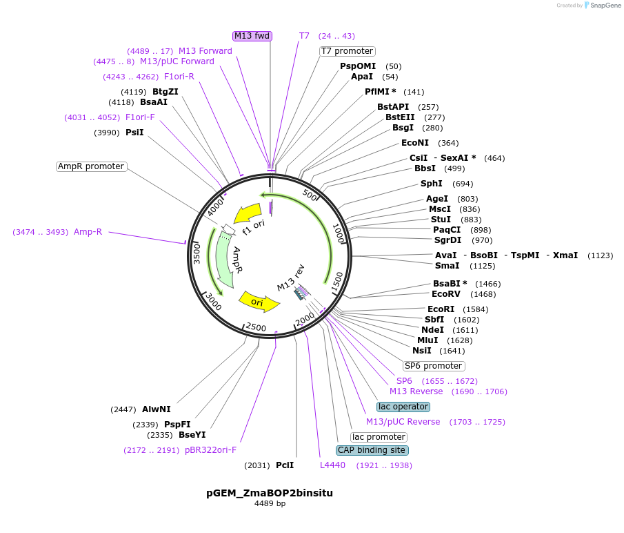 136532-plasmid-map-sequence-id-271434