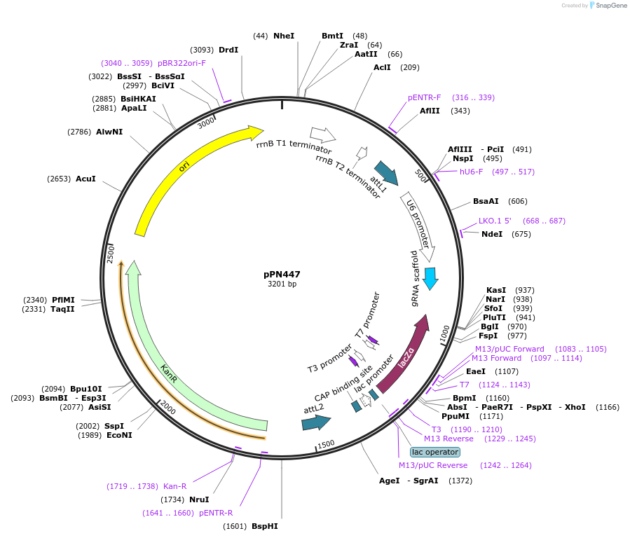 137871-plasmid-map-sequence-id-271435