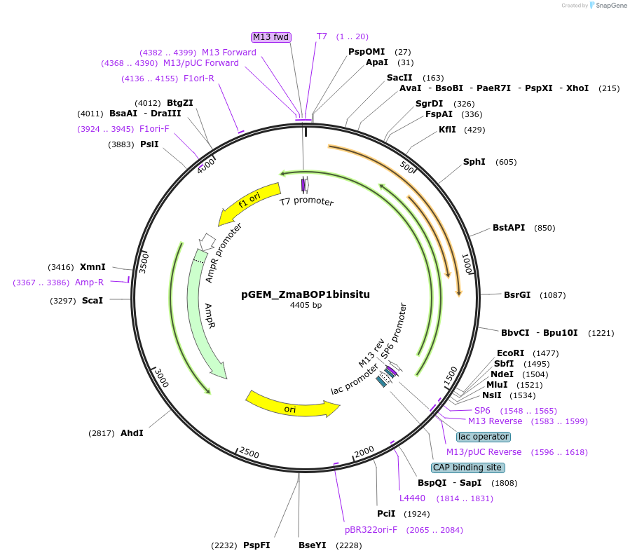 136531-plasmid-map-sequence-id-271436