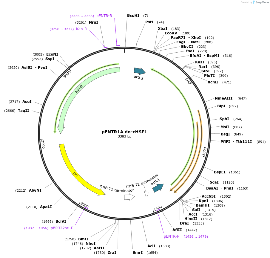 134724-plasmid-map-sequence-id-271437
