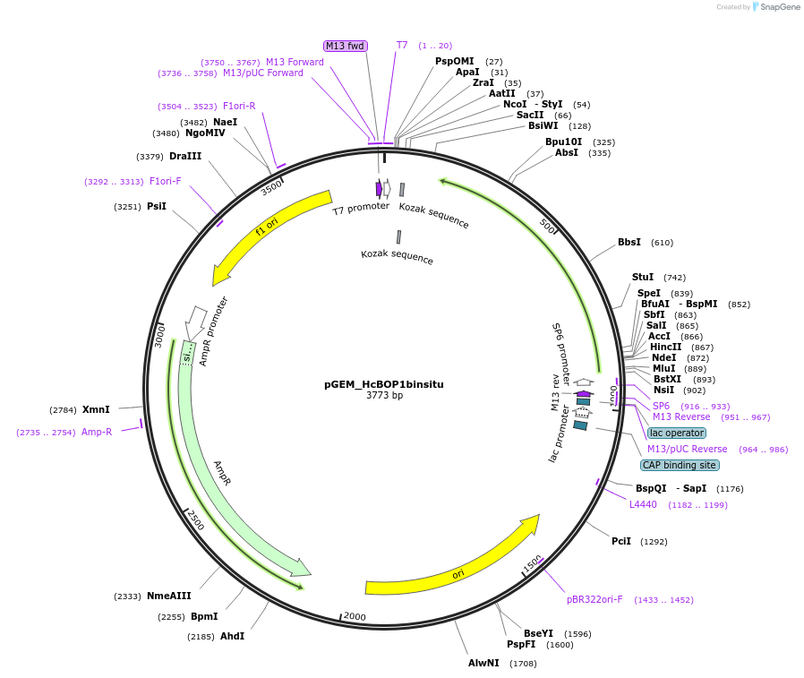 136530-plasmid-map-sequence-id-271438