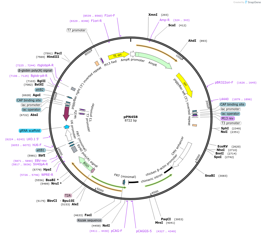 137876-plasmid-map-sequence-id-271441
