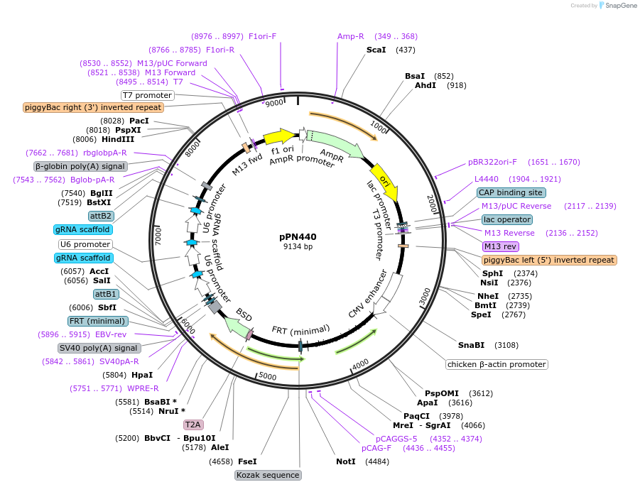 137874-plasmid-map-sequence-id-271445