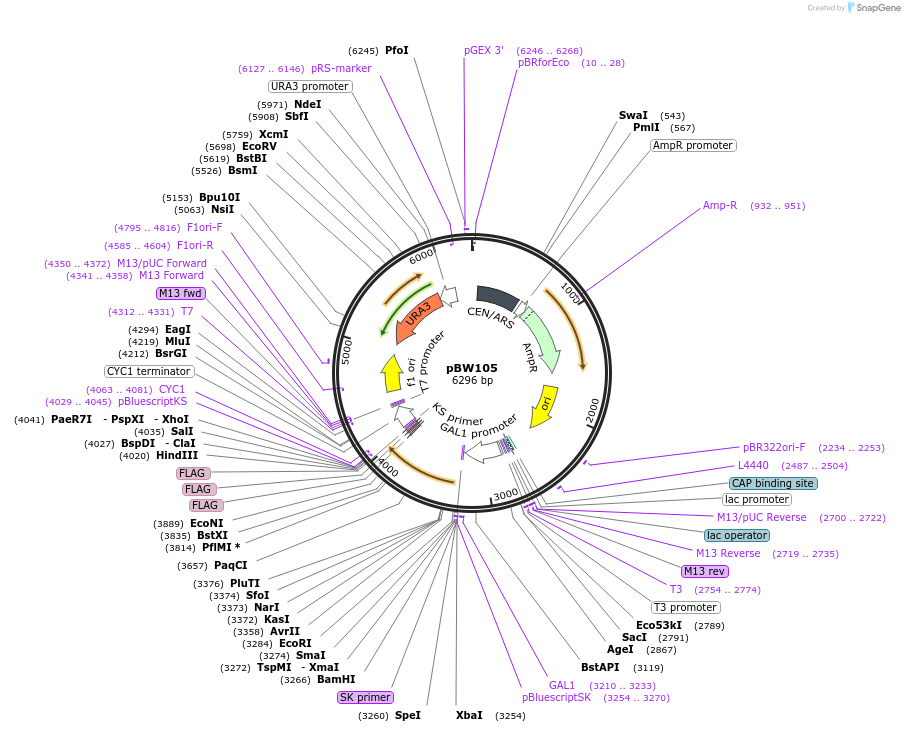 111137-plasmid-map-sequence-id-271448