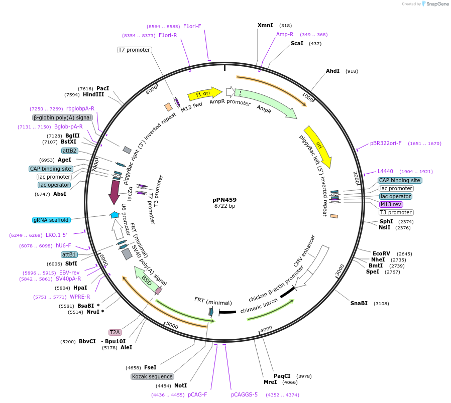 137875-plasmid-map-sequence-id-271449