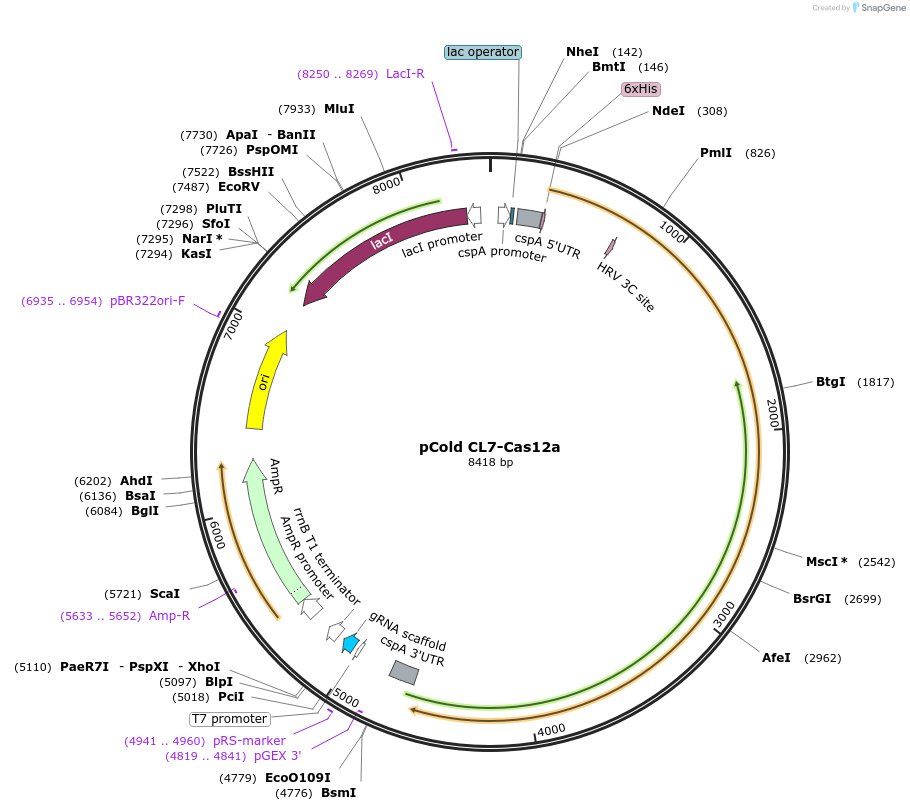 124891-plasmid-map-sequence-id-271455