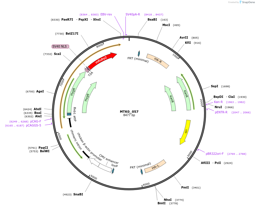 123950-plasmid-map-sequence-id-271459