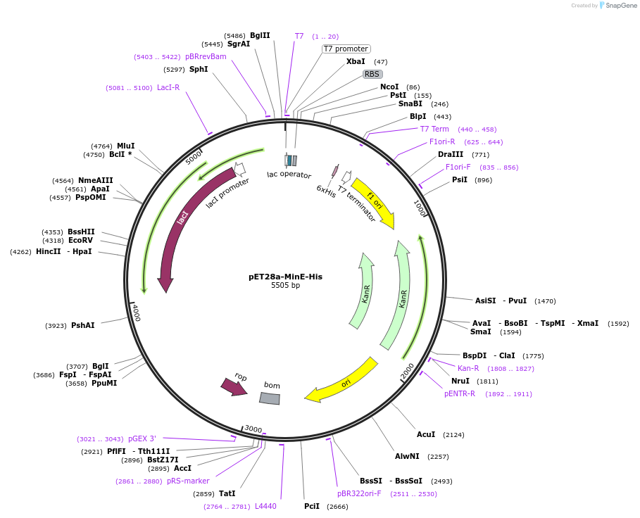 133623-plasmid-map-sequence-id-271464