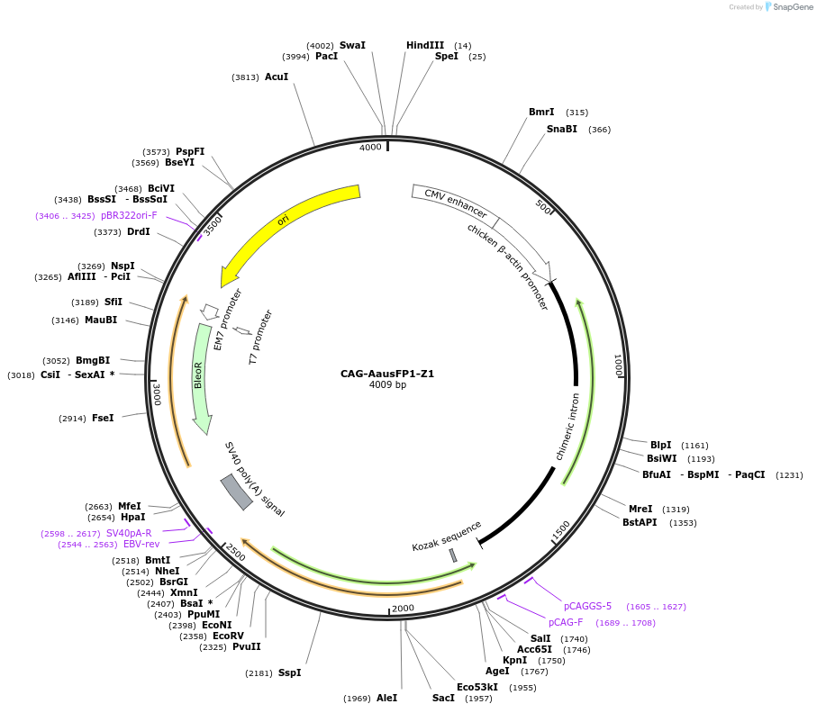 135047-plasmid-map-sequence-id-271473
