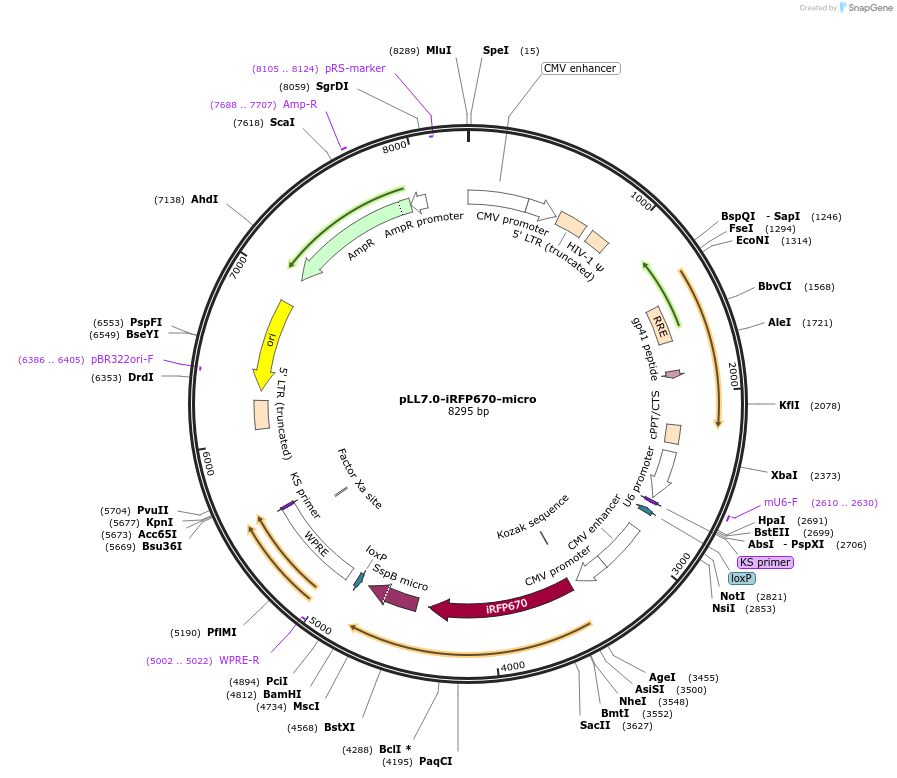 135954-plasmid-map-sequence-id-271489
