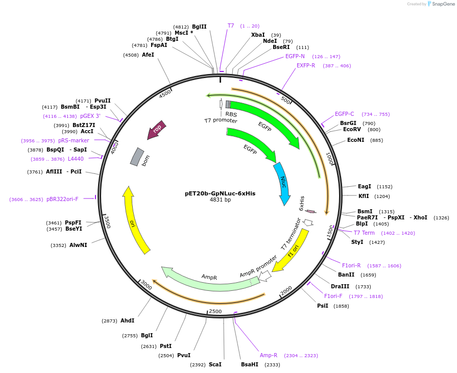 135932-plasmid-map-sequence-id-271490