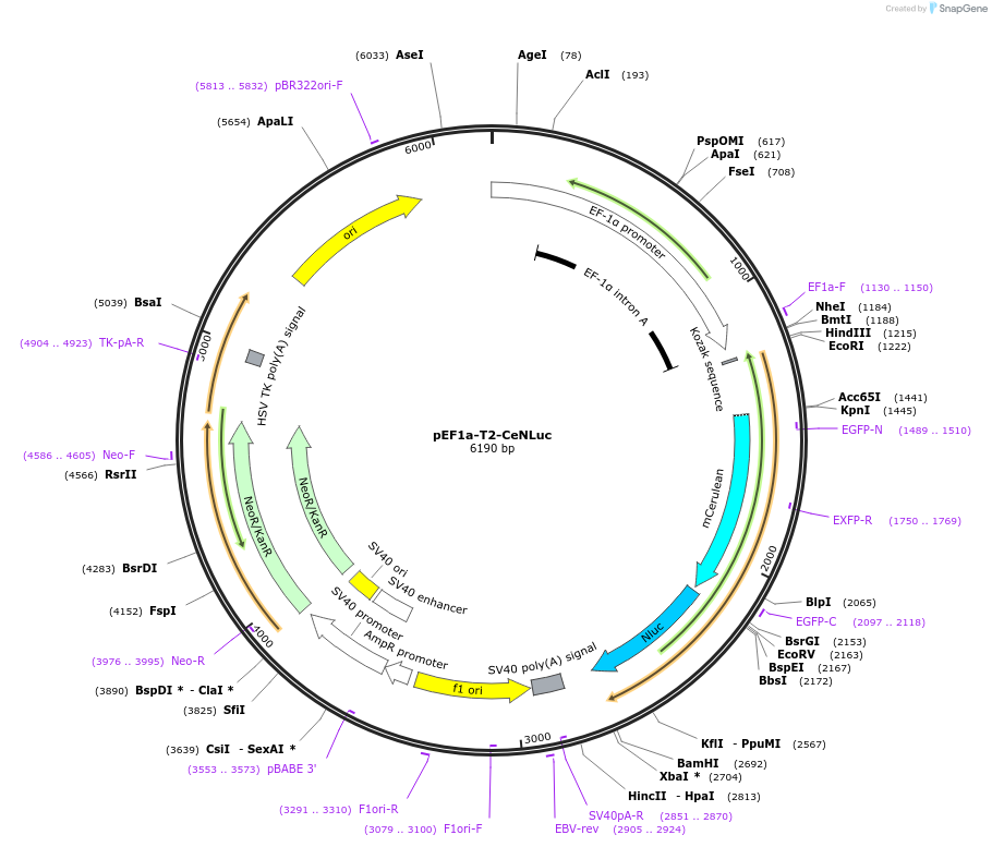 135948-plasmid-map-sequence-id-271491