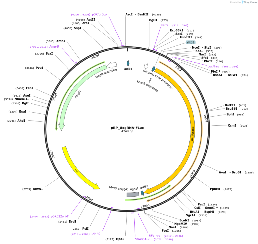 135937-plasmid-map-sequence-id-271493