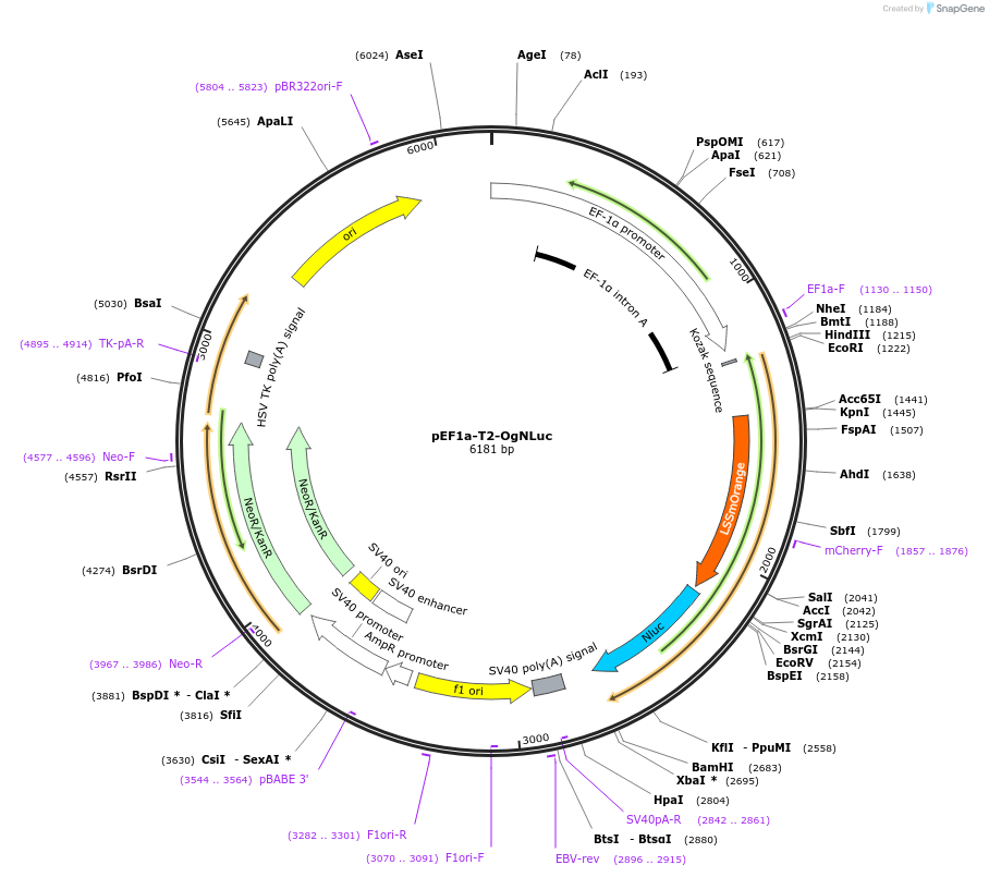 135951-plasmid-map-sequence-id-271494
