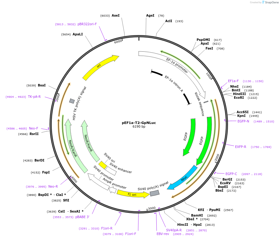 135949-plasmid-map-sequence-id-271496