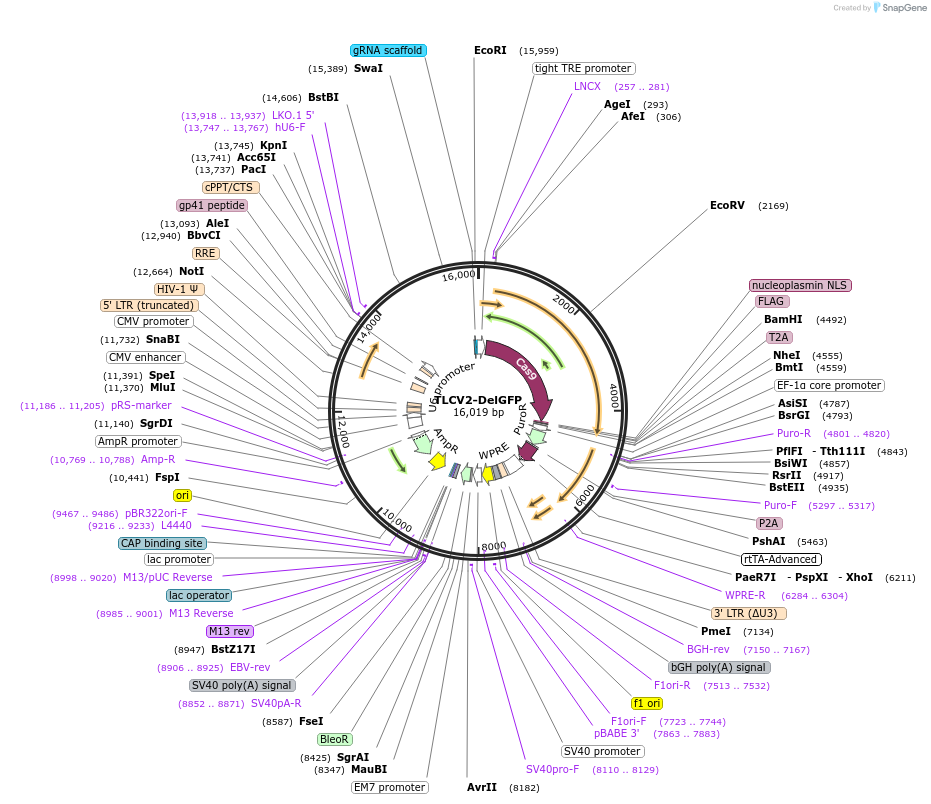 133302-plasmid-map-sequence-id-271497