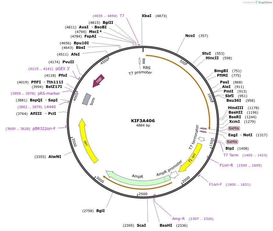 129768-plasmid-map-sequence-id-271499