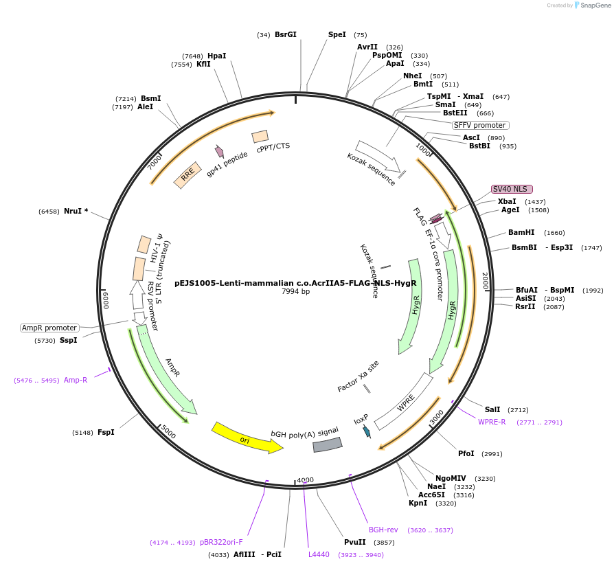 136514-plasmid-map-sequence-id-271503