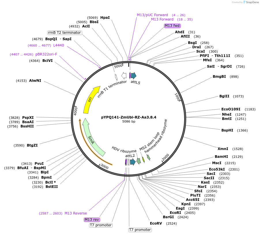 136375-plasmid-map-sequence-id-271509