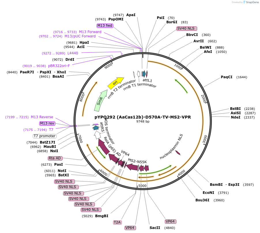 136382-plasmid-map-sequence-id-271514