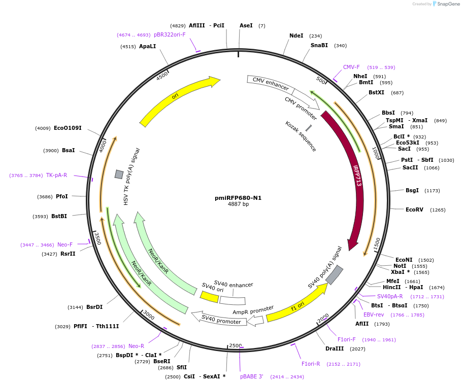 136557-plasmid-map-sequence-id-271516