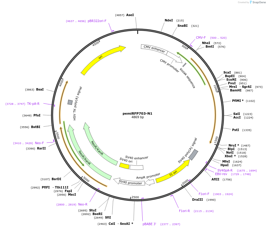 136558-plasmid-map-sequence-id-271517