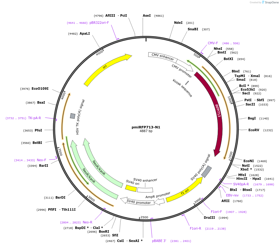 136559-plasmid-map-sequence-id-271518