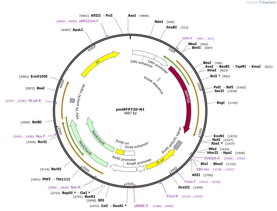 136560-plasmid-map-sequence-id-271519