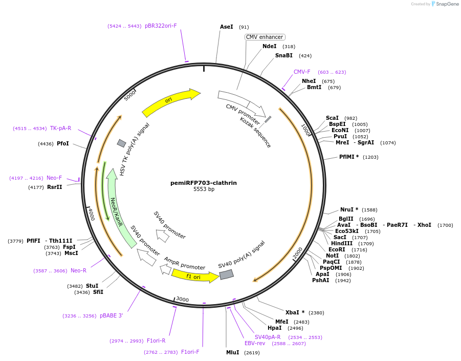 136563-plasmid-map-sequence-id-271522