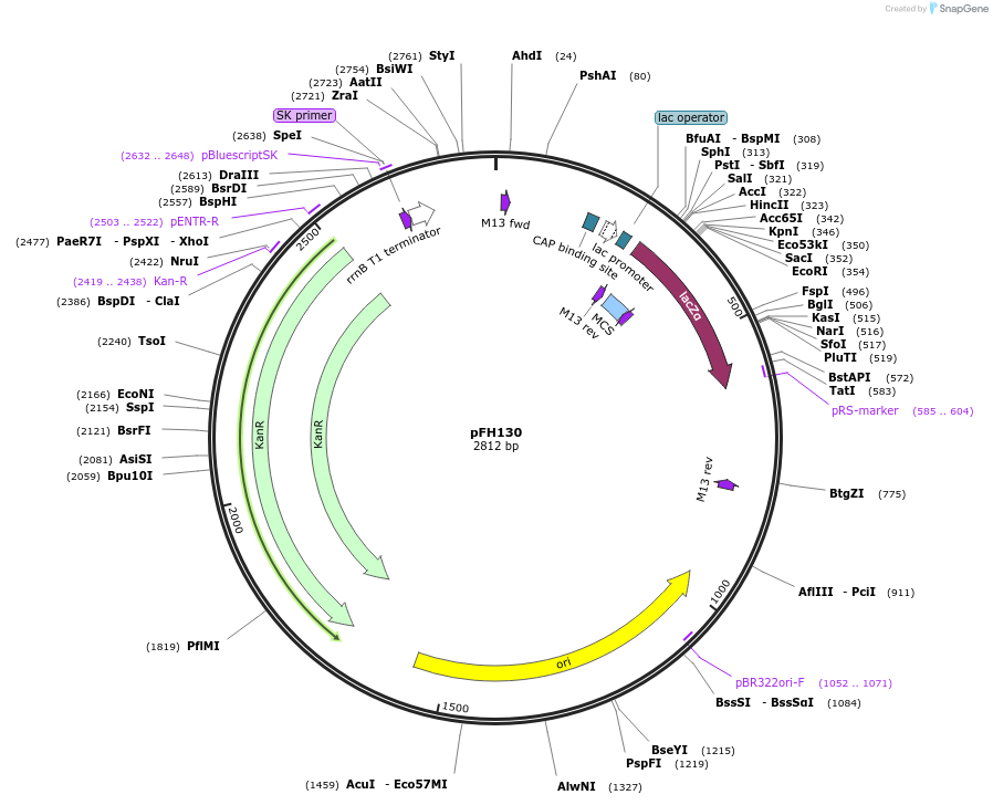 136549-plasmid-map-sequence-id-271523
