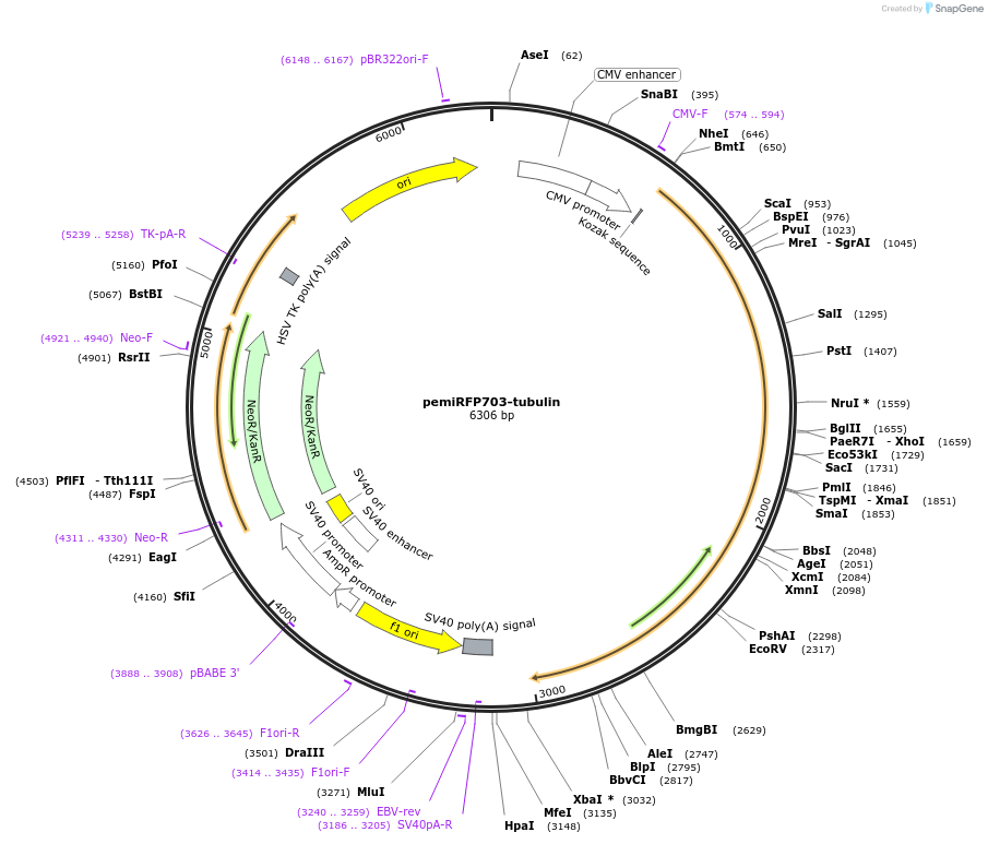 136564-plasmid-map-sequence-id-271524