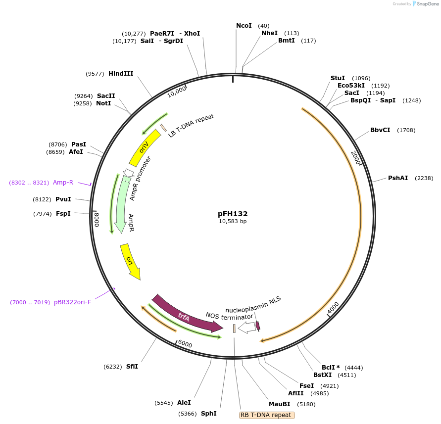 136547-plasmid-map-sequence-id-271525