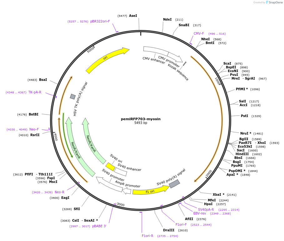 136565-plasmid-map-sequence-id-271526