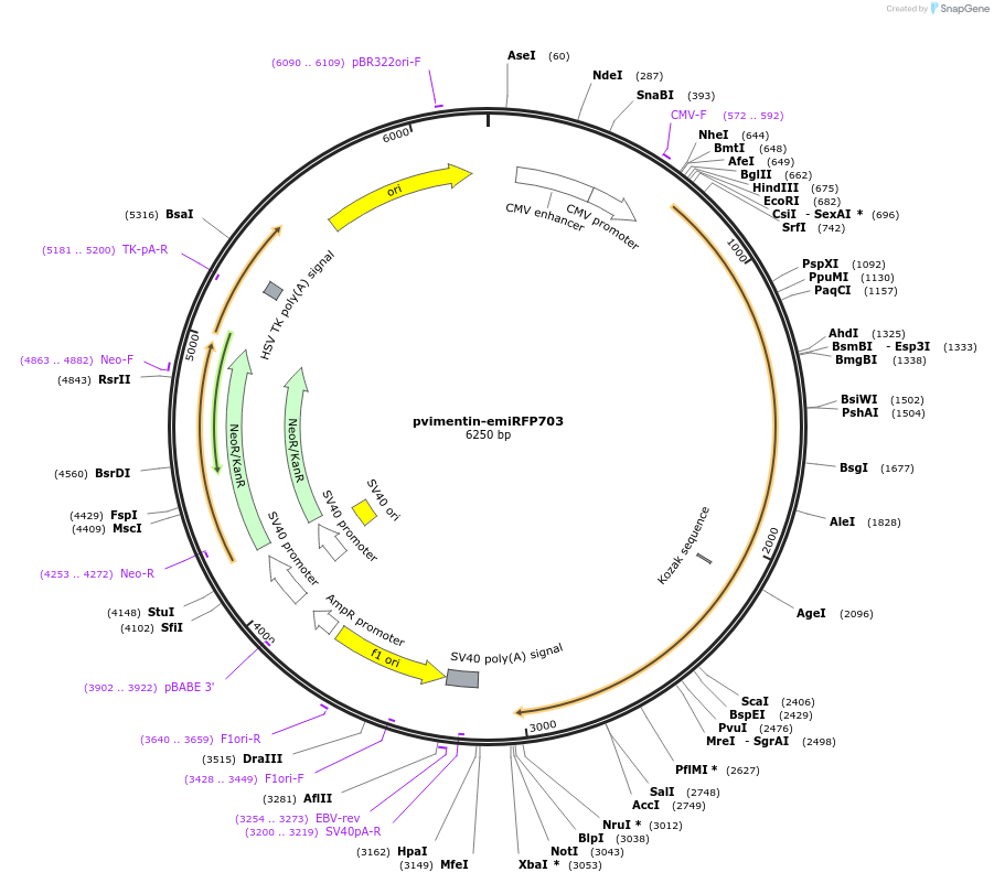 136566-plasmid-map-sequence-id-271527