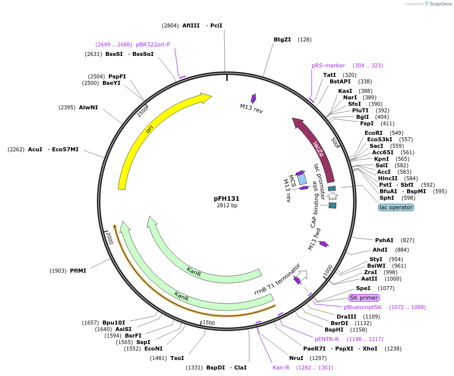 136550-plasmid-map-sequence-id-271528