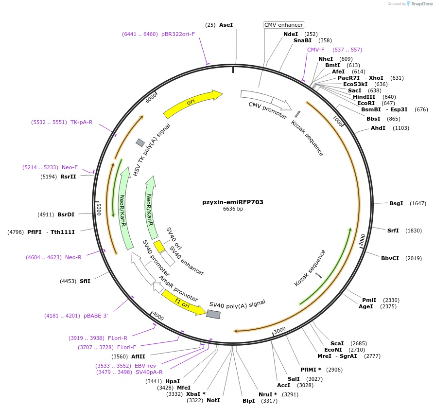 136568-plasmid-map-sequence-id-271530