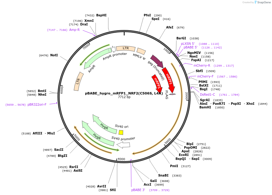136580-plasmid-map-sequence-id-271531