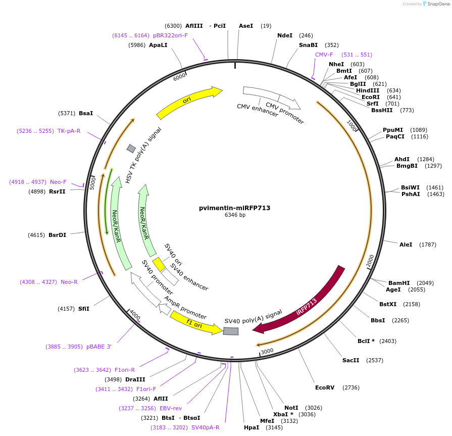 136569-plasmid-map-sequence-id-271532
