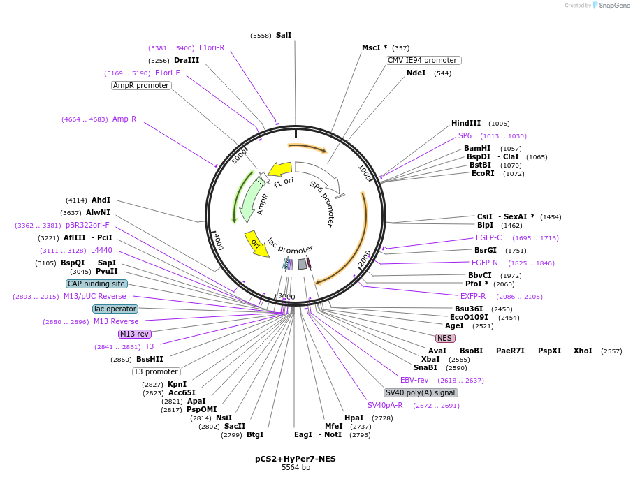 136467-plasmid-map-sequence-id-271535