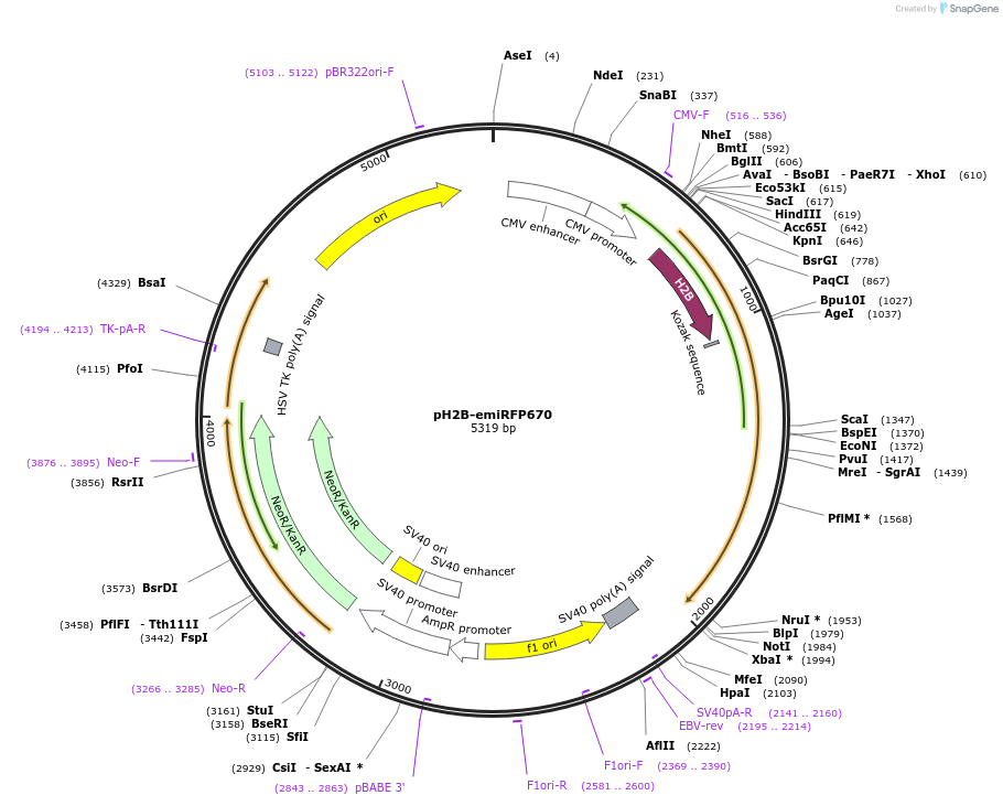 136571-plasmid-map-sequence-id-271536