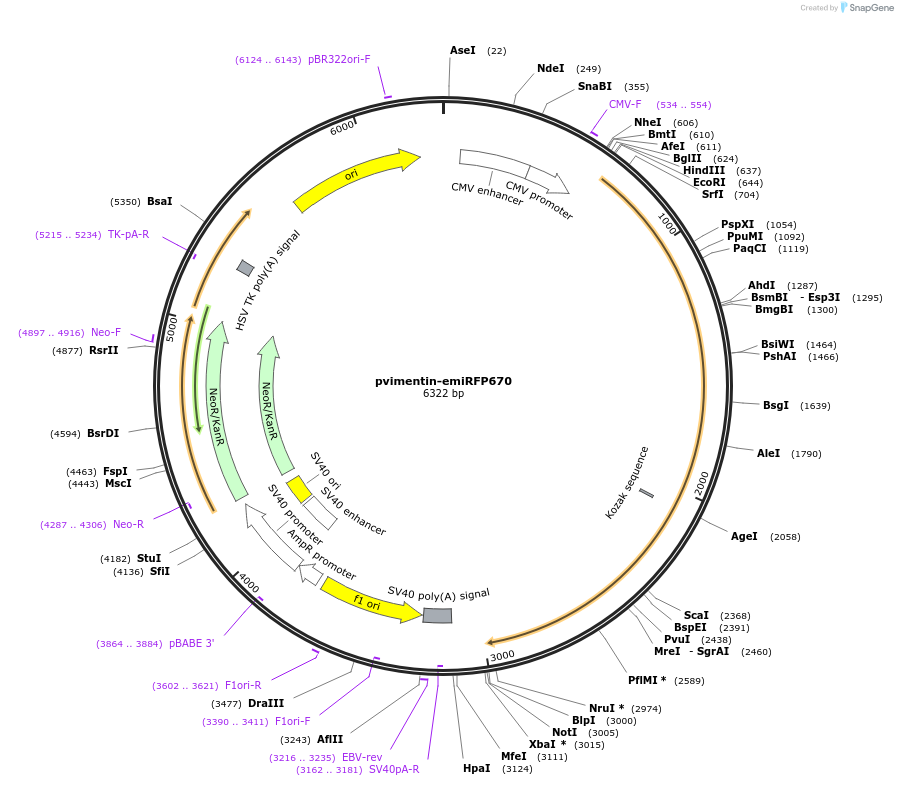 136572-plasmid-map-sequence-id-271537
