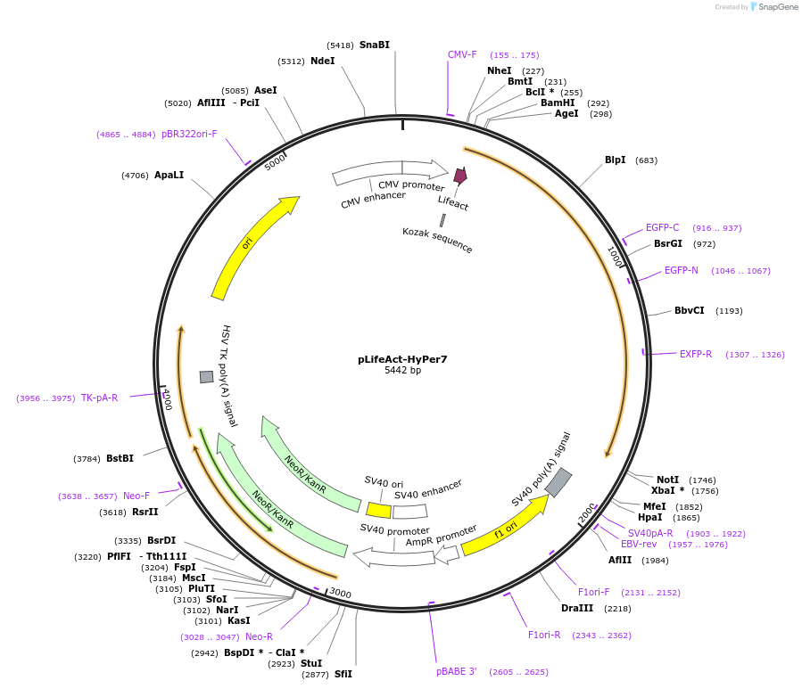 136464-plasmid-map-sequence-id-271538