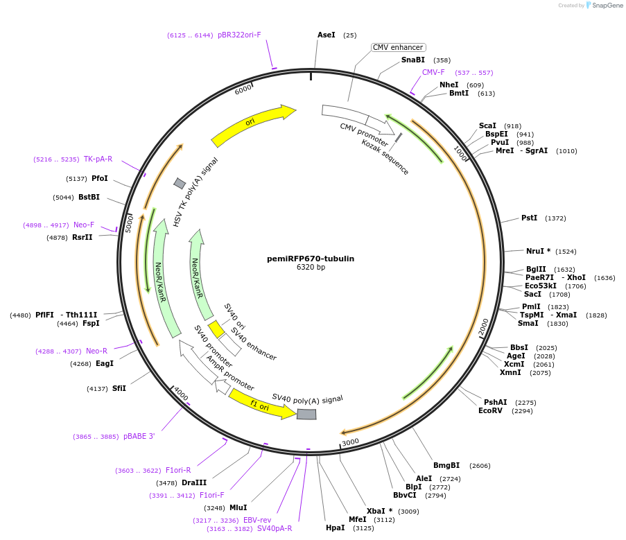 136573-plasmid-map-sequence-id-271539
