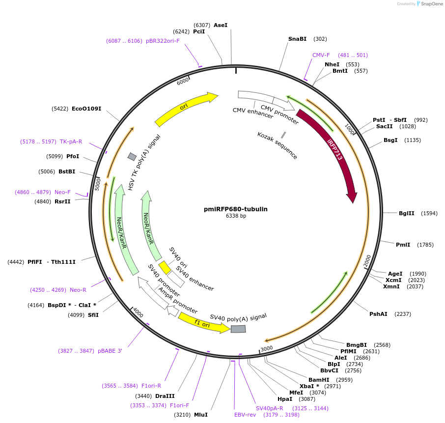 136575-plasmid-map-sequence-id-271542