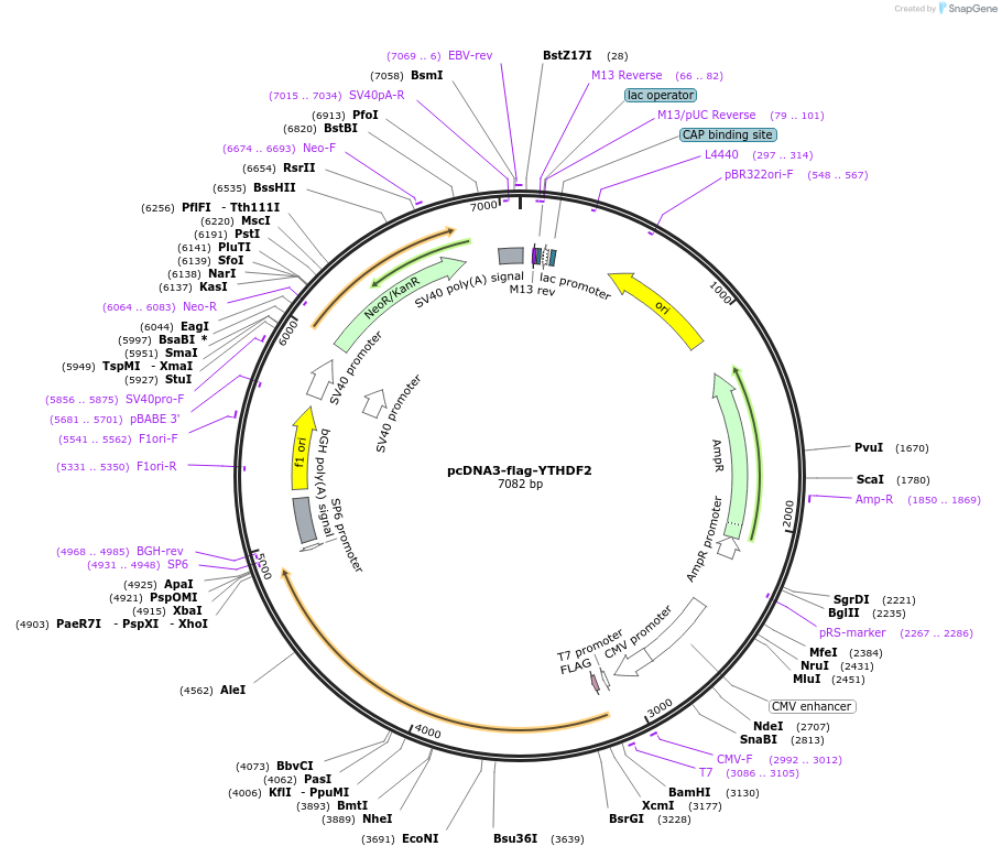 52300-plasmid-map-sequence-id-271545