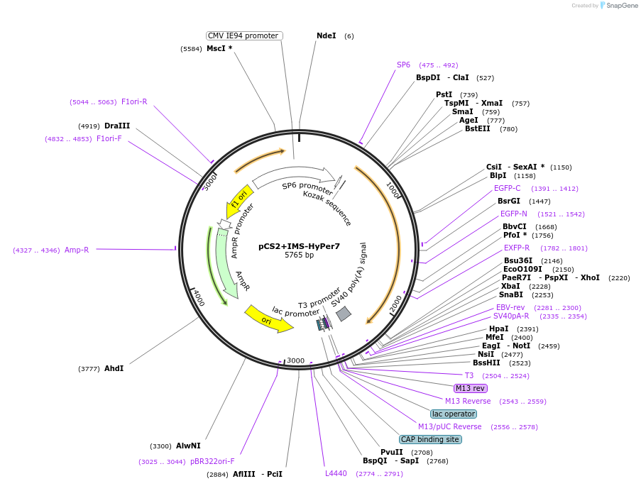 136469-plasmid-map-sequence-id-271548