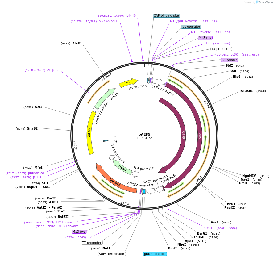 136305-plasmid-map-sequence-id-271550