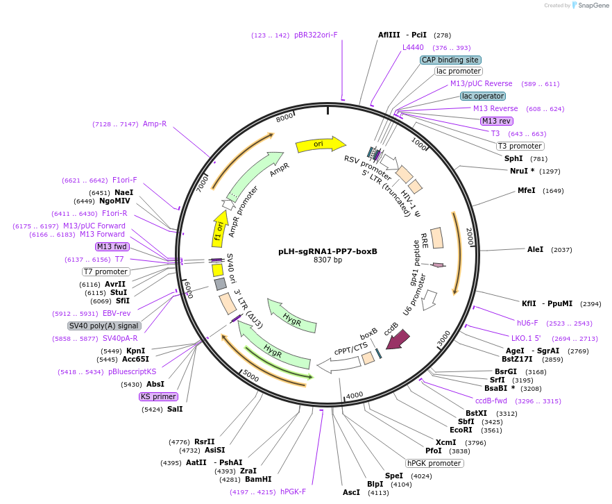 75393-plasmid-map-sequence-id-271551
