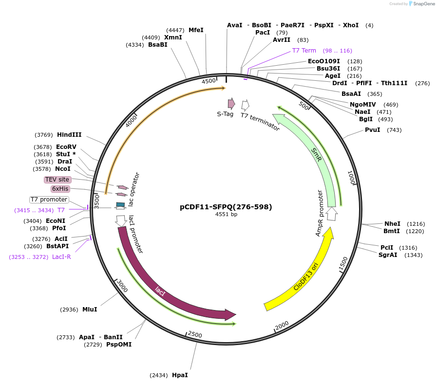135437-plasmid-map-sequence-id-271557
