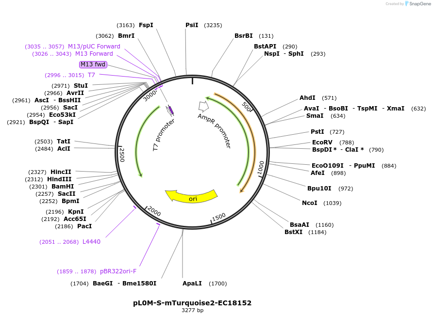 137074-plasmid-map-sequence-id-271559